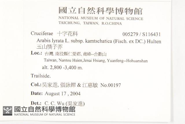 玉山筷子芥藏品圖，第2張