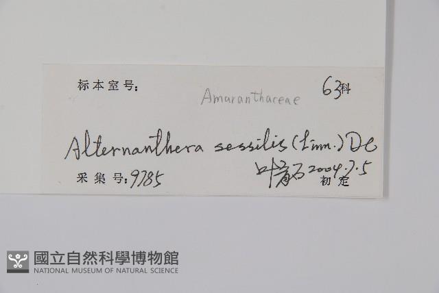 蓮子草藏品圖，第2張