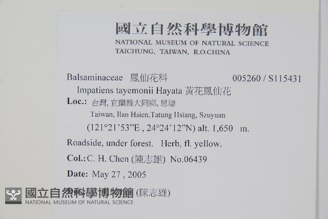黃花鳳仙花藏品圖，第2張