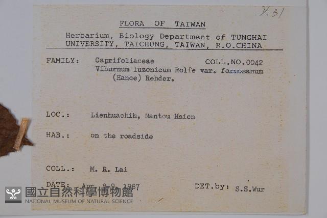 紅子莢迷藏品圖，第2張