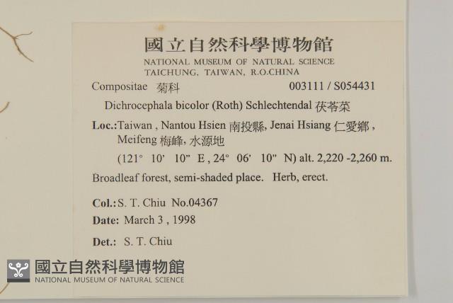 茯苓菜藏品圖，第2張