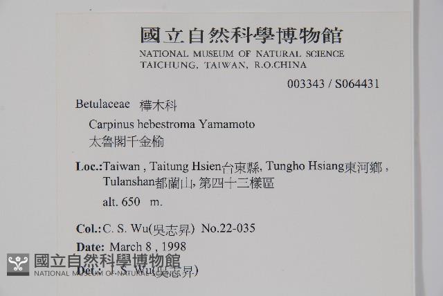 太魯閣千金榆藏品圖，第2張