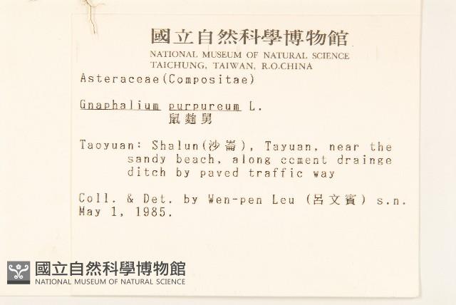 鼠麴舅藏品圖，第2張