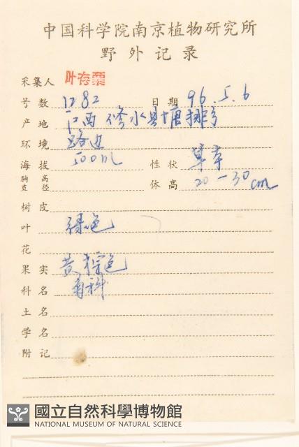 匙葉鼠麴草藏品圖，第2張