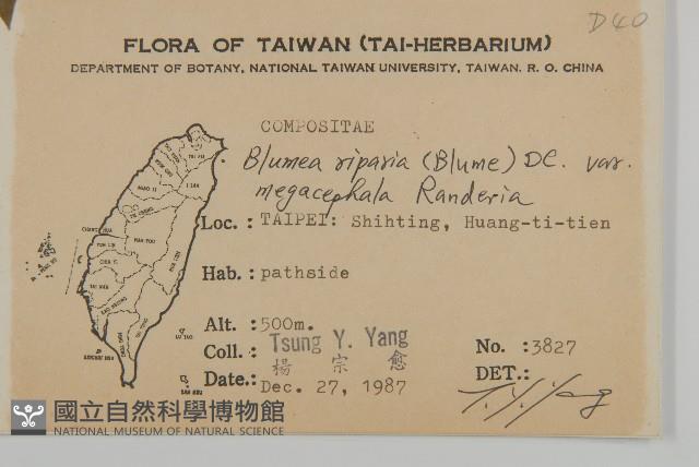 大頭艾納香藏品圖，第2張