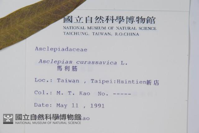 尖尾鳳、馬利筋藏品圖，第2張