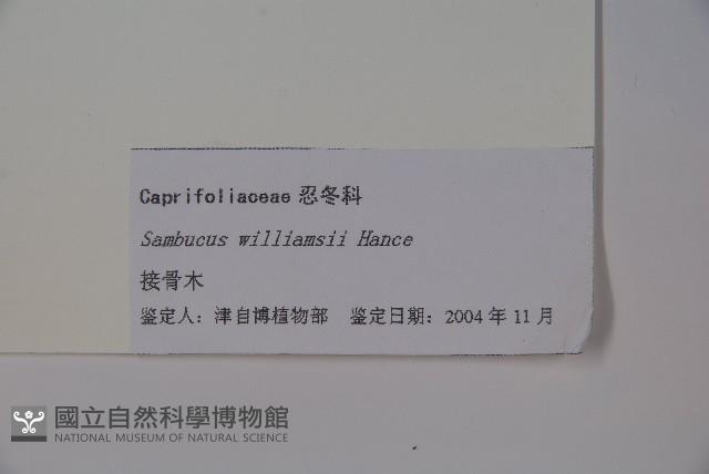 接骨木，木蒴藋藏品圖，第2張