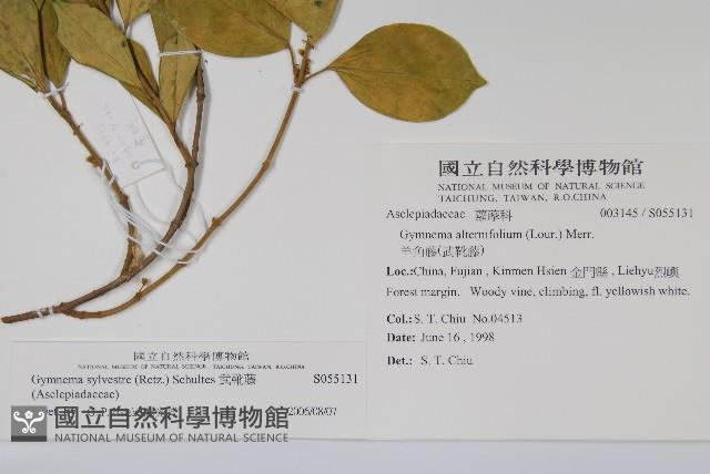 武靴藤藏品圖，第2張