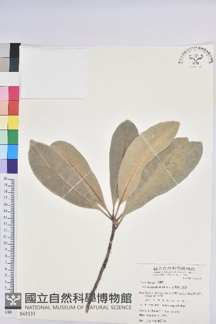 蘭嶼土沉香藏品圖，第1張