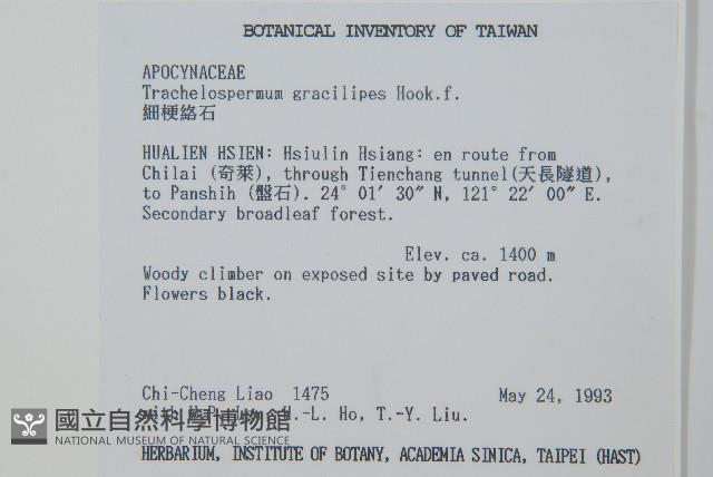 Slender stem star jasmine Collection Image, Figure 2, Total 2 Figures