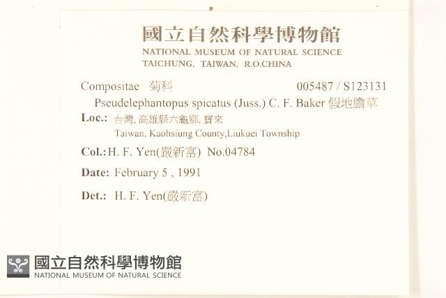 假地膽草藏品圖，第2張