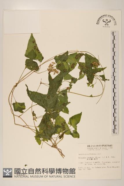 Accession Number:S003131 Collection Image, Figure 1, Total 2 Figures