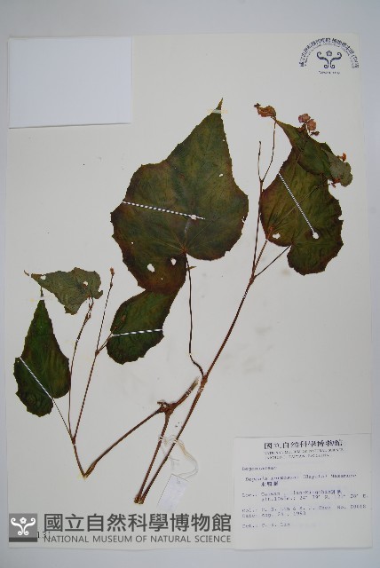 水鴨腳藏品圖，第1張