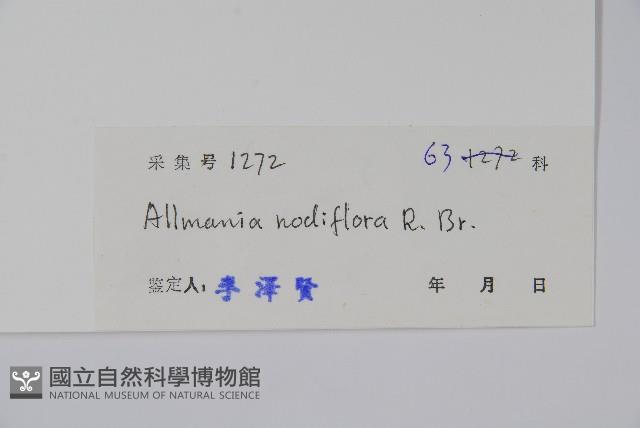 砂莧藏品圖，第2張