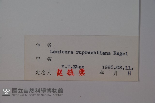 長白忍冬藏品圖，第2張