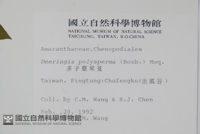 多子漿果莧藏品圖，第2張