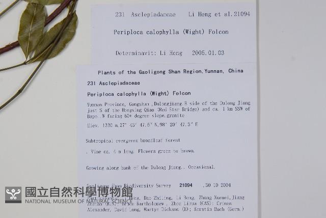 青蛇藤藏品圖，第2張