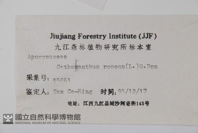 長春花藏品圖，第2張