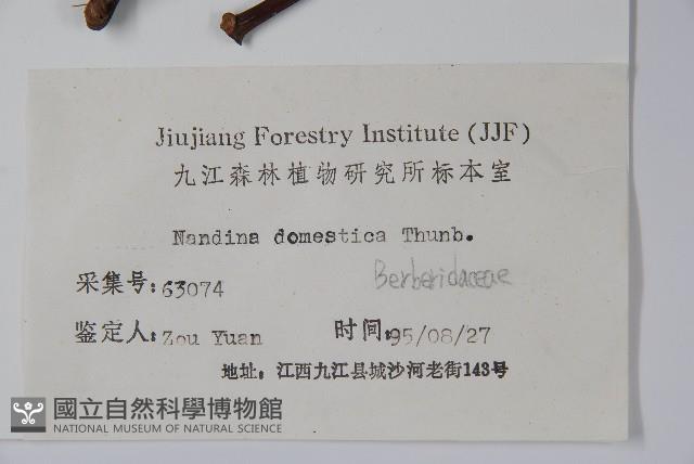 南天竹、天竹、蘭天竹藏品圖，第2張