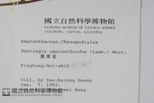 漿果莧、紐藤藏品圖，第2張