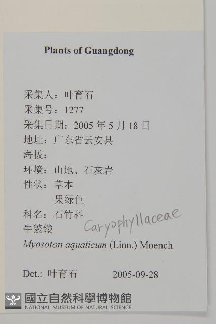 牛繁縷藏品圖，第2張