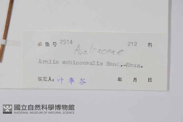 棘莖蔥木藏品圖，第2張