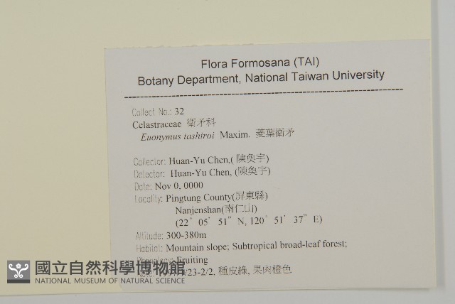 南仁山柃木藏品圖，第2張