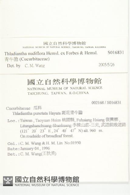 青牛膽藏品圖，第2張