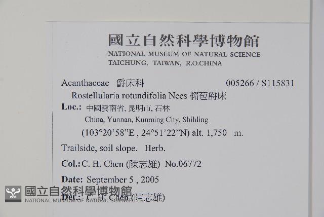 橢苞爵床藏品圖，第2張