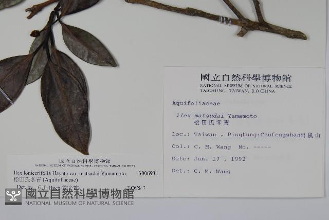 松田氏冬青藏品圖，第2張