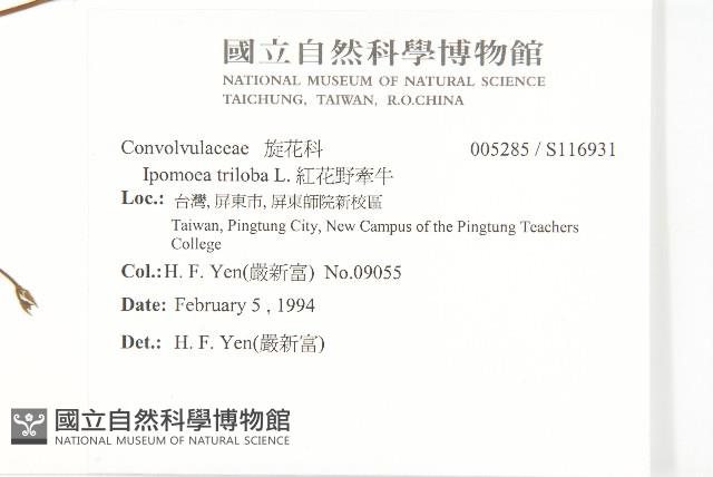 紅花野牽牛藏品圖，第2張