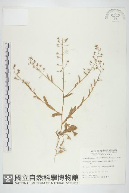 薺藏品圖，第1張