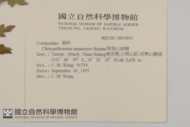 阿里山油菊藏品圖，第2張