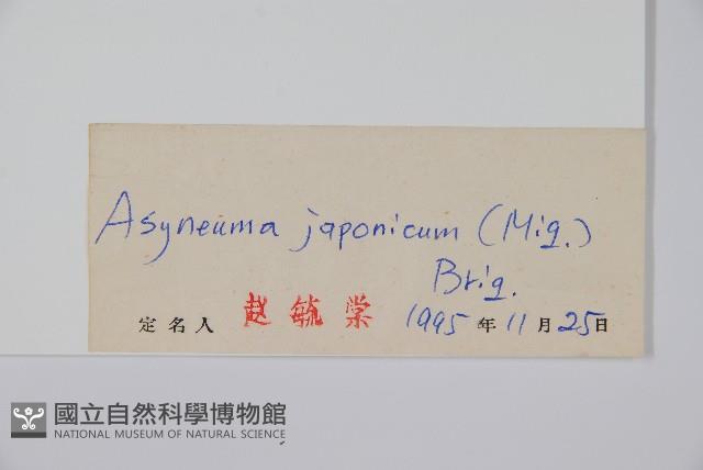 牧根草藏品圖，第2張