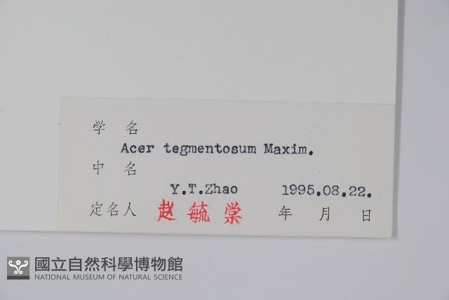 青楷槭藏品圖，第2張