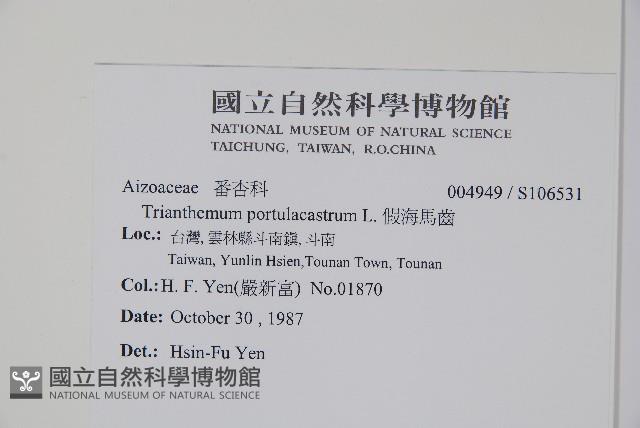 假海馬齒藏品圖，第2張