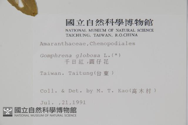 千日紅、圓仔花藏品圖，第2張