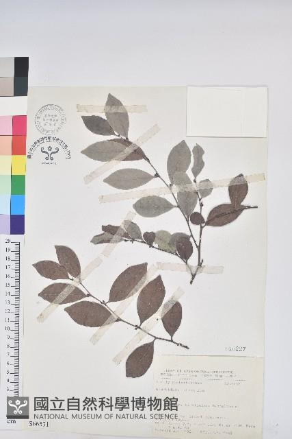 細葉饅頭果藏品圖，第1張