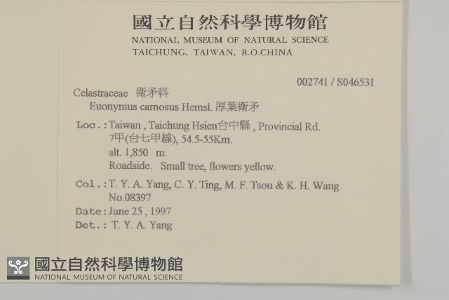 厚葉衛矛, 源一木藏品圖，第2張