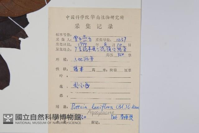 帘子藤藏品圖，第2張