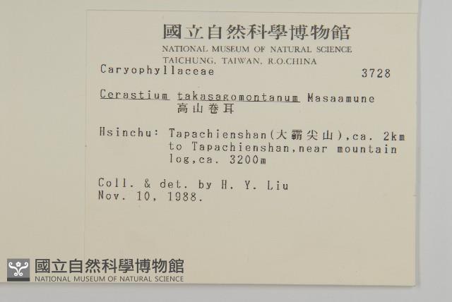 高山卷耳藏品圖，第2張