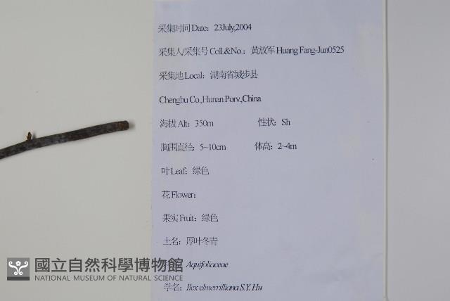 厚葉冬青藏品圖，第2張