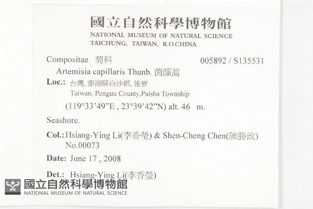 茵蔯蒿藏品圖，第2張