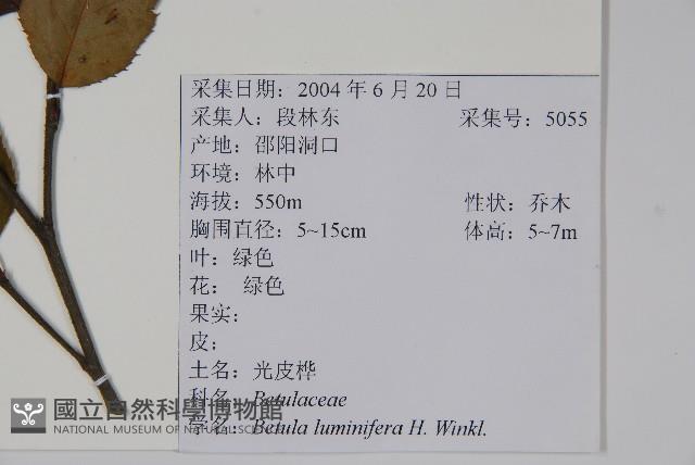 亮葉樺藏品圖，第2張