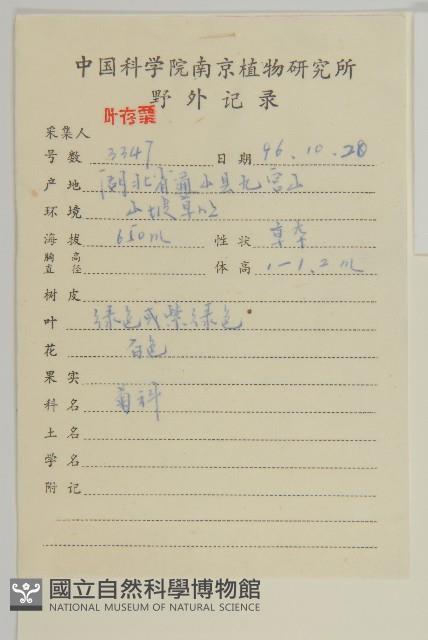 微糙三脈紫菀藏品圖，第2張