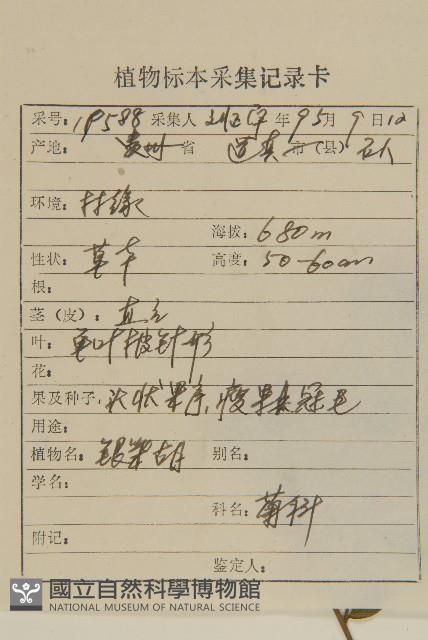 微糙三脈紫菀藏品圖，第2張