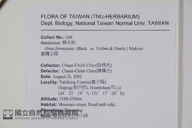 臺灣赤楊、臺灣榿木藏品圖，第2張