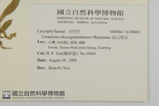 高山卷耳藏品圖，第2張