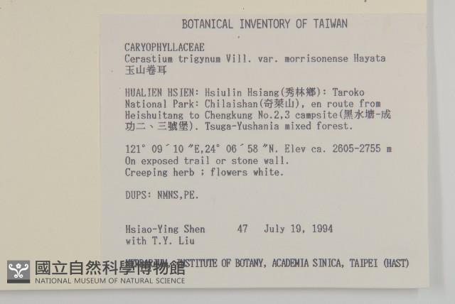 玉山卷耳藏品圖，第2張