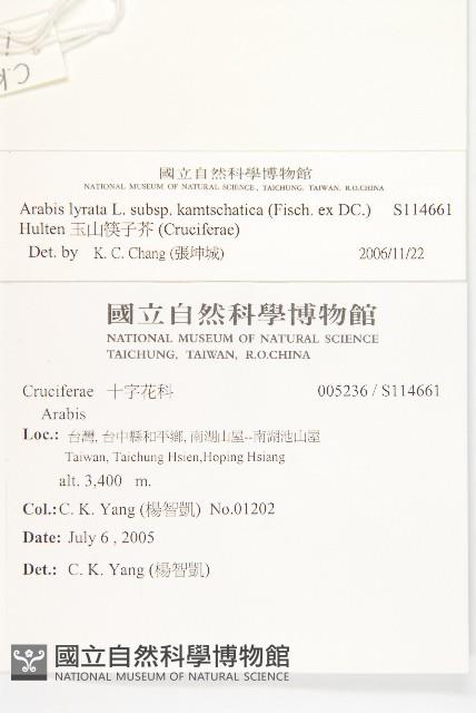 玉山筷子芥藏品圖，第2張